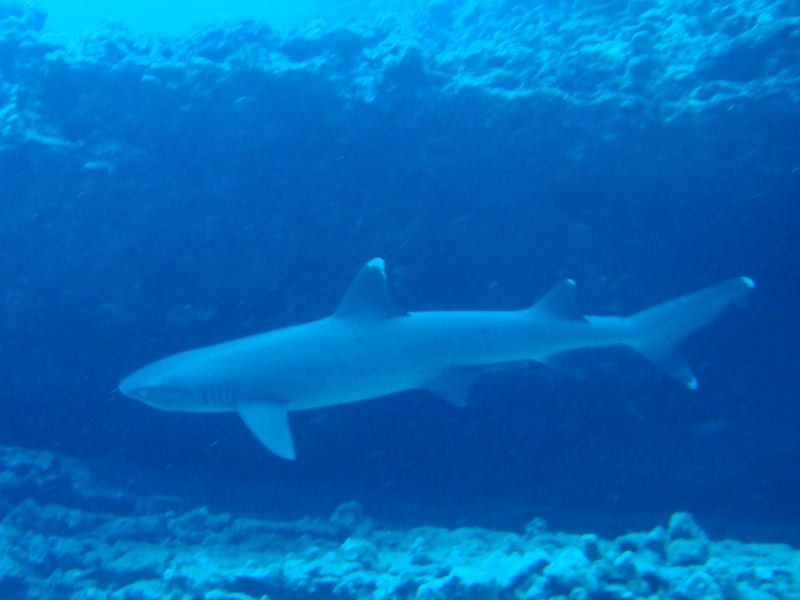 Whitetip Reef Shark